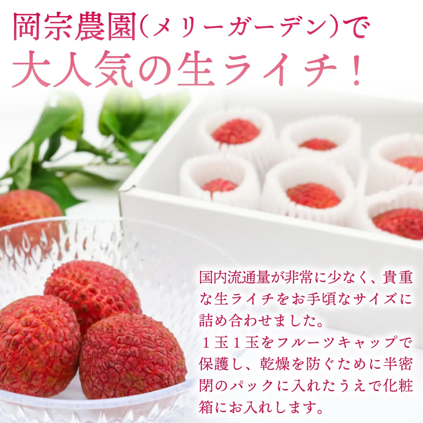 【令和9年6月上旬頃より発送】先行予約 お試しパック 生ライチ 国産