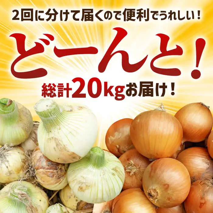 【先行予約 2027年3月～発送】【2回定期便】玉ねぎ定期便 10kg/回 / 玉ねぎ [IAO027]