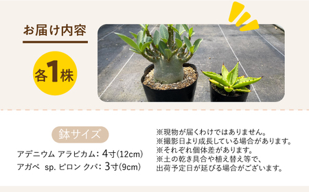 アデニウム アラビカム ＆ アガベ sp. ピロン クバ 各1株 Adenium arabicum ＆ Agave sp pilon kuba 長与町/アグリューム[EAI208] 