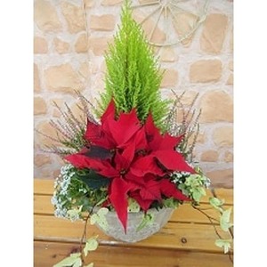 【 先行予約 ：2026年11月から発送 】 花 クリスマス ポインセチア 寄植え　花