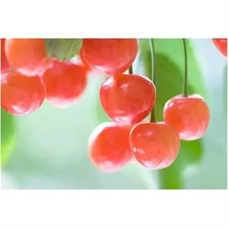 【2027年発送】フルーツ王国　信州中野産　さくらんぼ　香夏錦　約1kg(約100g×10パック)【配送不可地域：離島】【1577319】