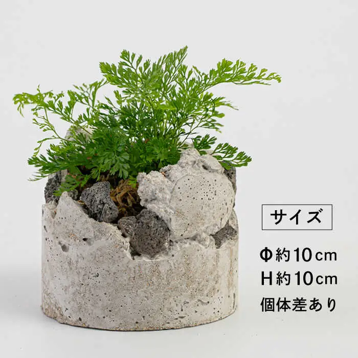 TERAYAMA ZOEN オリジナルコンクリートポット（植物付き） 糸島市 / NIWAMO 鉢 観葉植物 [AIO001]