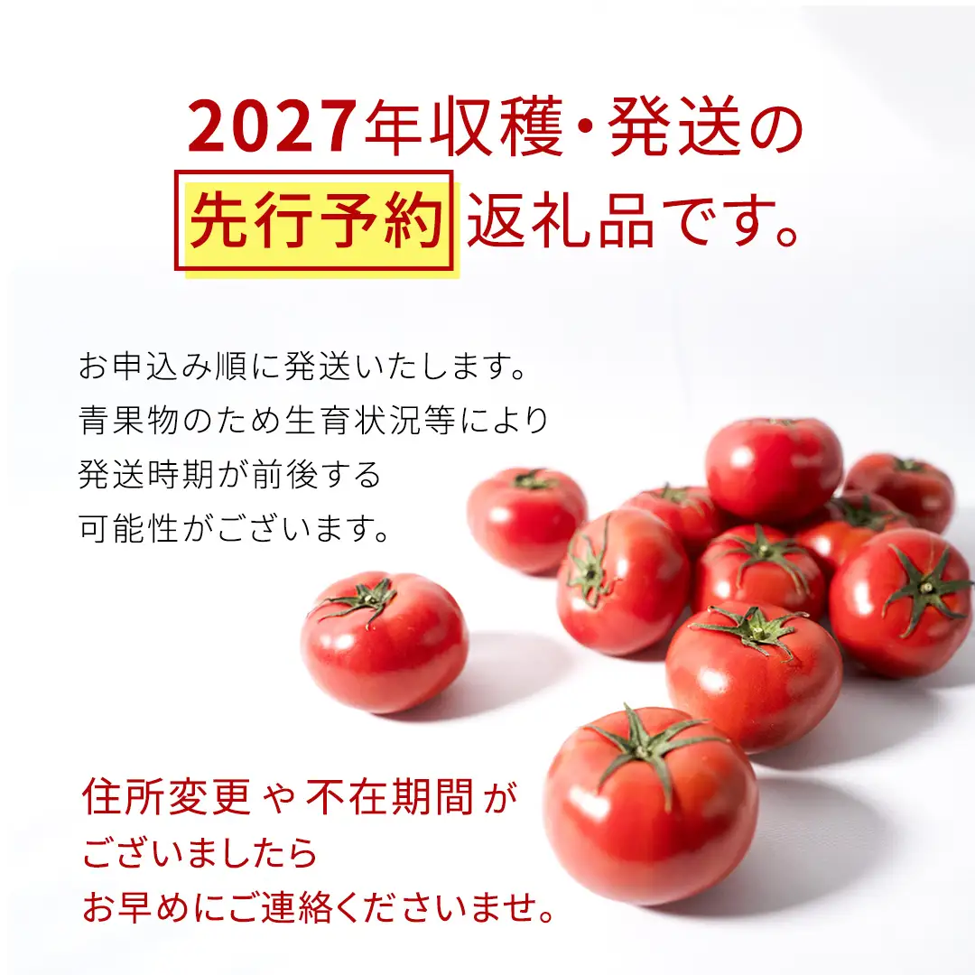 《 2027年 収穫分 》2～6月配送 スーパーフルーツトマト てるて姫 大箱 約2.6kg × 1箱 【20～35玉/1箱】 糖度9度以上 先行予約 フルーツトマト ブランドトマト 野菜 ギフト 贈答 青空レストラン アド街ック天国 グッドモーニング 黄金のワンスプーン 昼めし旅 [BC085sa]
