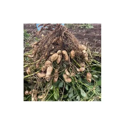 《先行予約》落花生　おおまさり　2kg ／ 落花生 らっかせい ラッカセイ おおまさり 生落花生 茹で落花生 2kg 産地直送 産直 送料無料