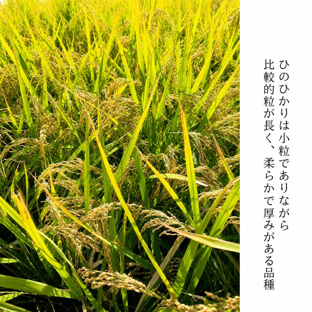 ひのひかり 今西さん家のお米 白米 精米 奈良県産 ひのひかり【5kg】