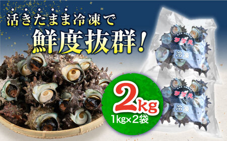 対馬産 天然冷凍サザエ 2kg さざえ サザエ 刺し身 海鮮 貝 [WAA038]