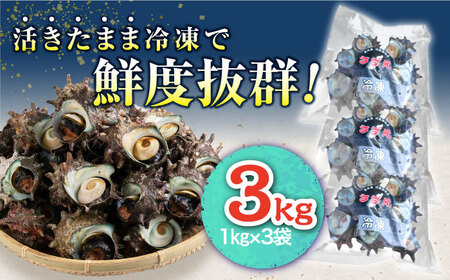 対馬産 天然冷凍サザエ 3kg さざえ サザエ 刺し身 海鮮 貝 [WAA039]