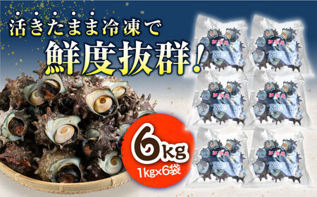 対馬産 天然冷凍サザエ 6kg さざえ サザエ 刺し身 海鮮 貝 [WAA041]