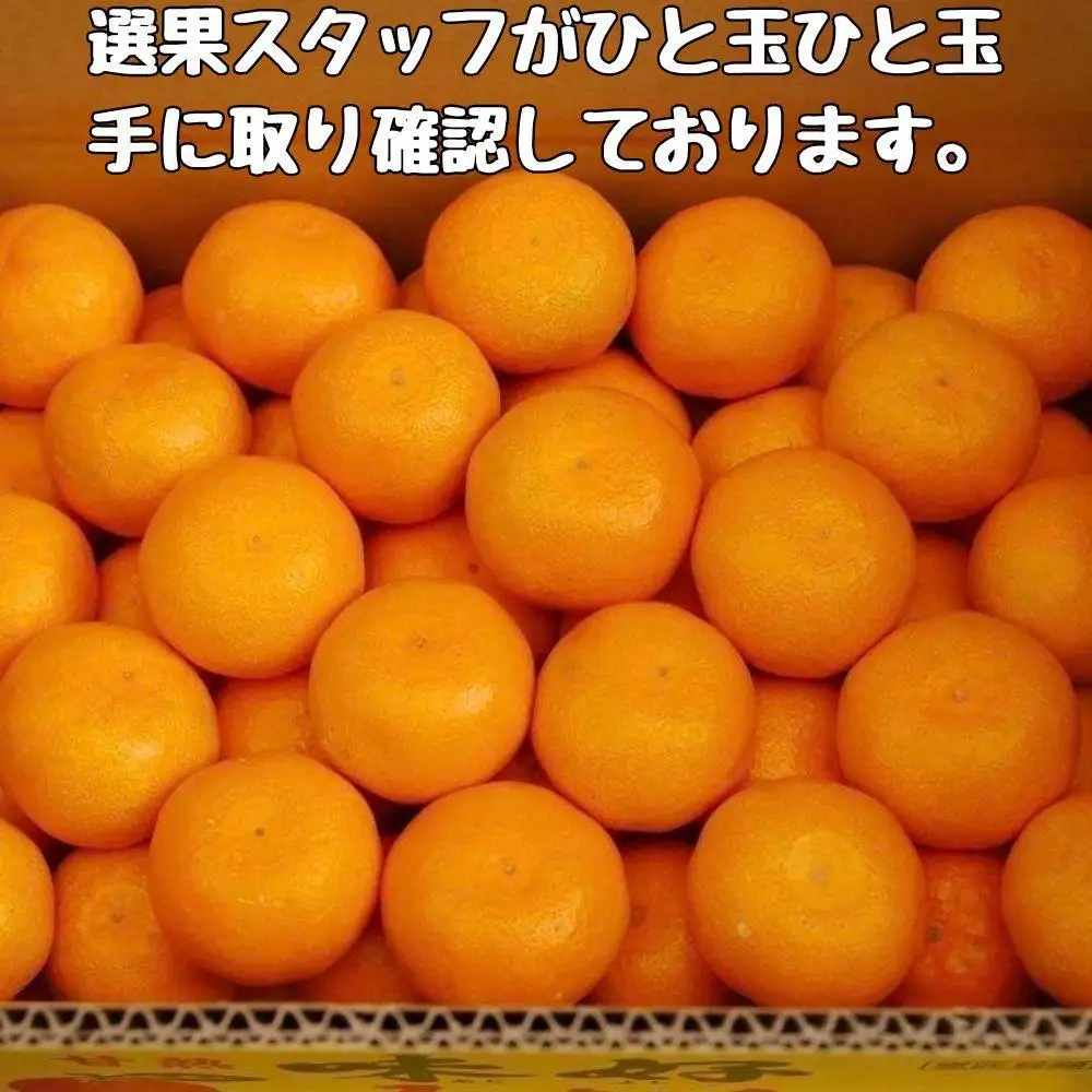 有田みかん 早生S～Lサイズ混合 約5kg