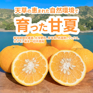 S162-002_甘夏みかんストレートジュース