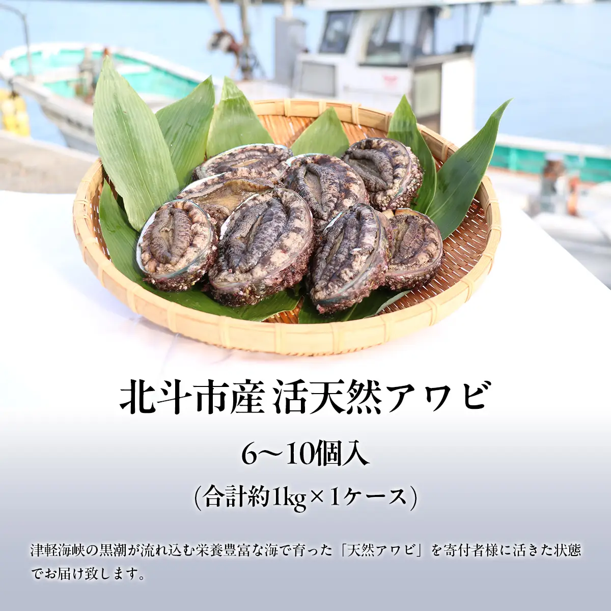 【先行予約/2026年12月頃より発送予定】北海道 北斗市産 活天然 アワビ 6～10個入 HOKAJ002 | アワビ
