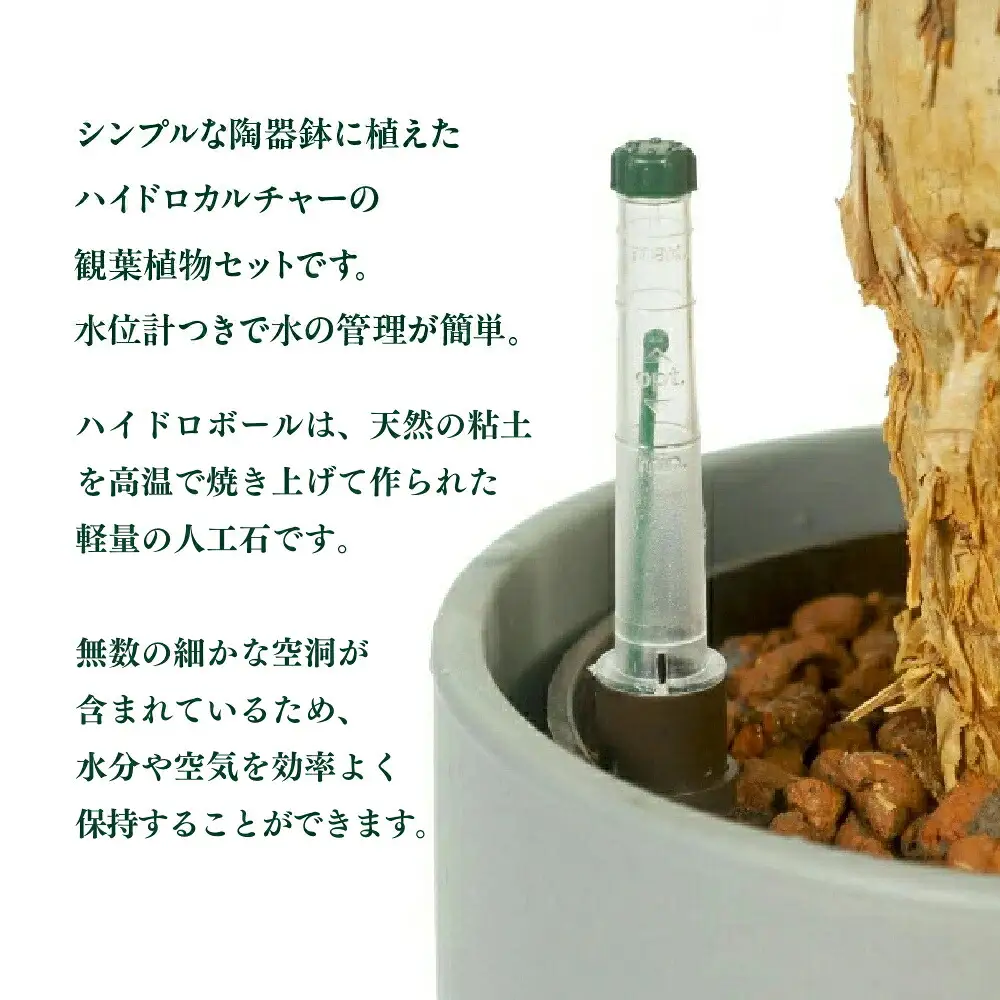 ハイドロカルチャー パキラ モノトーン ホワイト 130 陶器鉢 水位計つきセット 陶器鉢 土無し インテリア 緑 グリーン 植物 簡単 初心者 かわいい 自然 おしゃれ 送料無料 Green Walk グリーンウォーク 愛知県 豊橋市