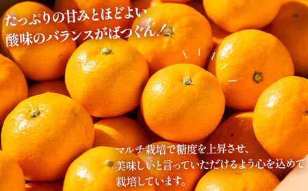 【2026年出荷分】露地みかん(2S～Mサイズ) 15kg 贈答用 丸萬農園 mn-0011