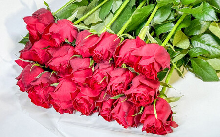 バラ アマダ（赤）（40‐50本）| 花 薔薇 ローズ 生花 赤 贈り物 プレゼント ギフト【2026年11月下旬頃迄発送予定】
