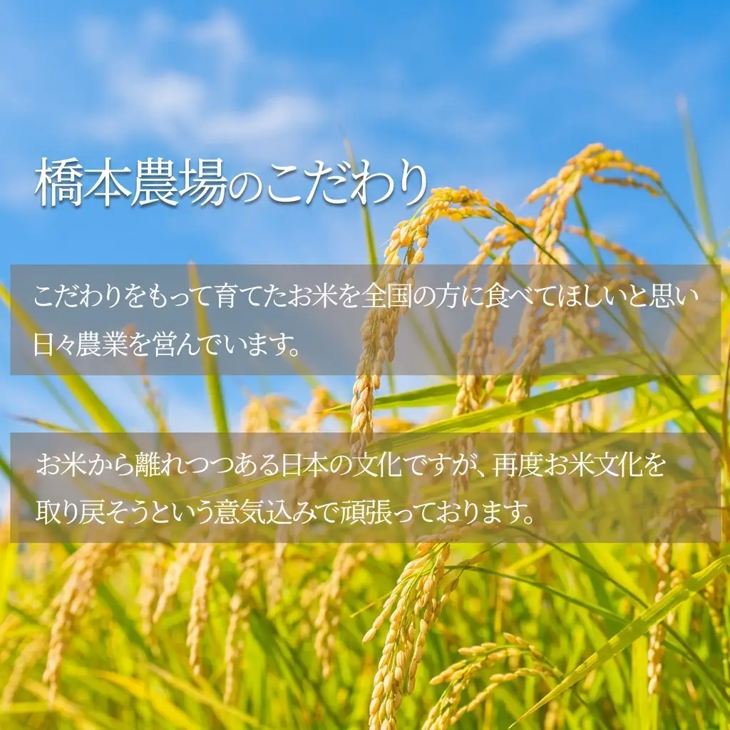 先行予約 令和8年産 新潟県上越市産 栽培期間中 農薬不使用 コシヒカリ 5kg 精米 米 橋本農場