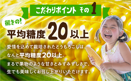 《先行予約》白い極甘とうもろこし 8本 朝採り とうもろこし