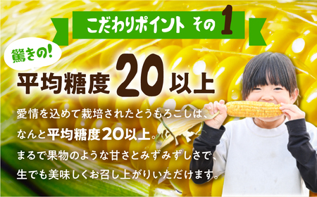 《先行予約》白い極甘とうもろこし 10～12本 朝採り とうもろこし