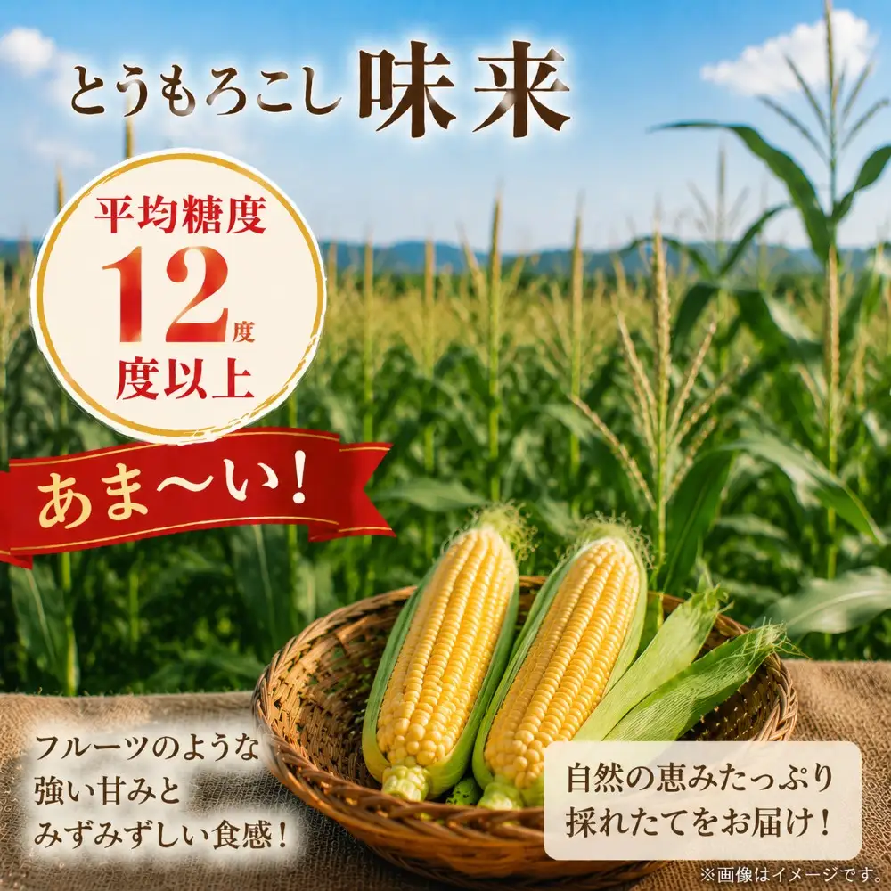 高糖度 とうもろこし 味来 約 5kg（10本～12 本）7月上旬から順次発送 | 里菜ファーム トウモロコシ 平均糖度12度以上