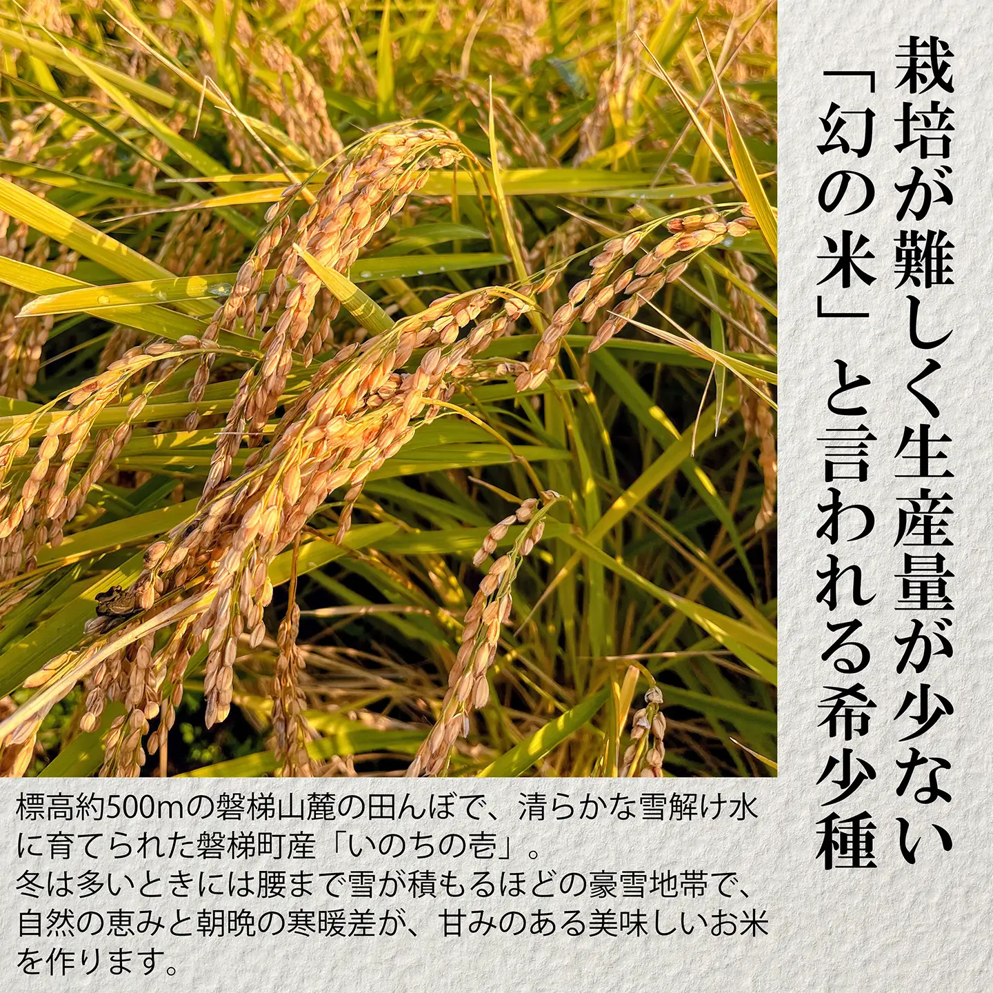 【令和8年産・新米】幻の米 いのちの壱 特別栽培米 10kg【減農薬・減化学肥料】