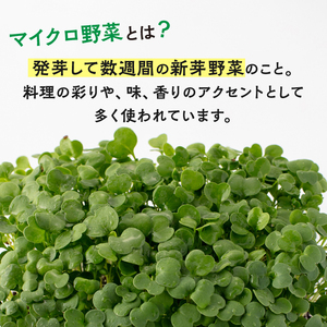 マイクロ野菜 品種が選べる 4点セット 多治見市 / 諏訪農林[TDO005]