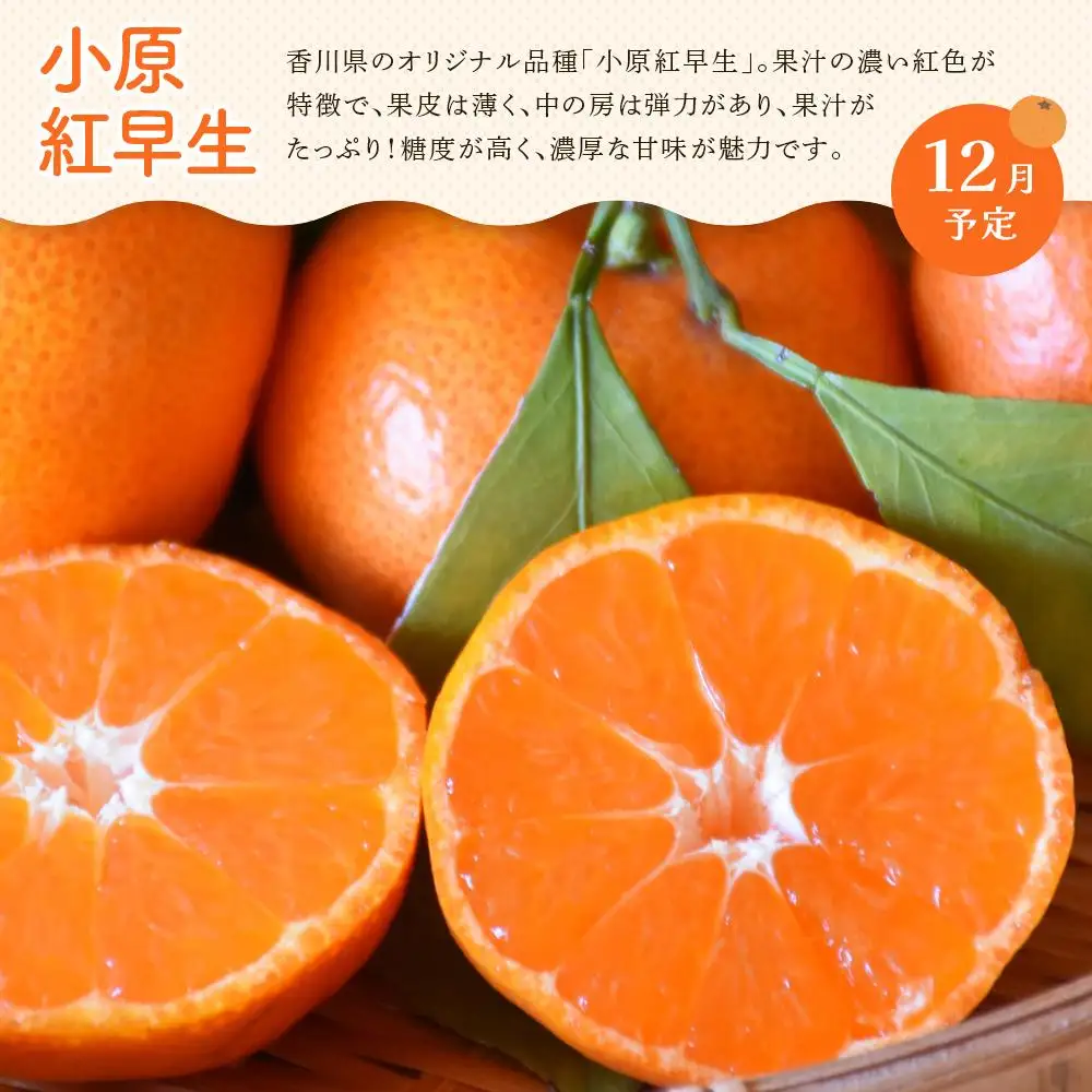 【定期便全3回】冬のいいとこどり定期便（12・1・2月） | フルーツ