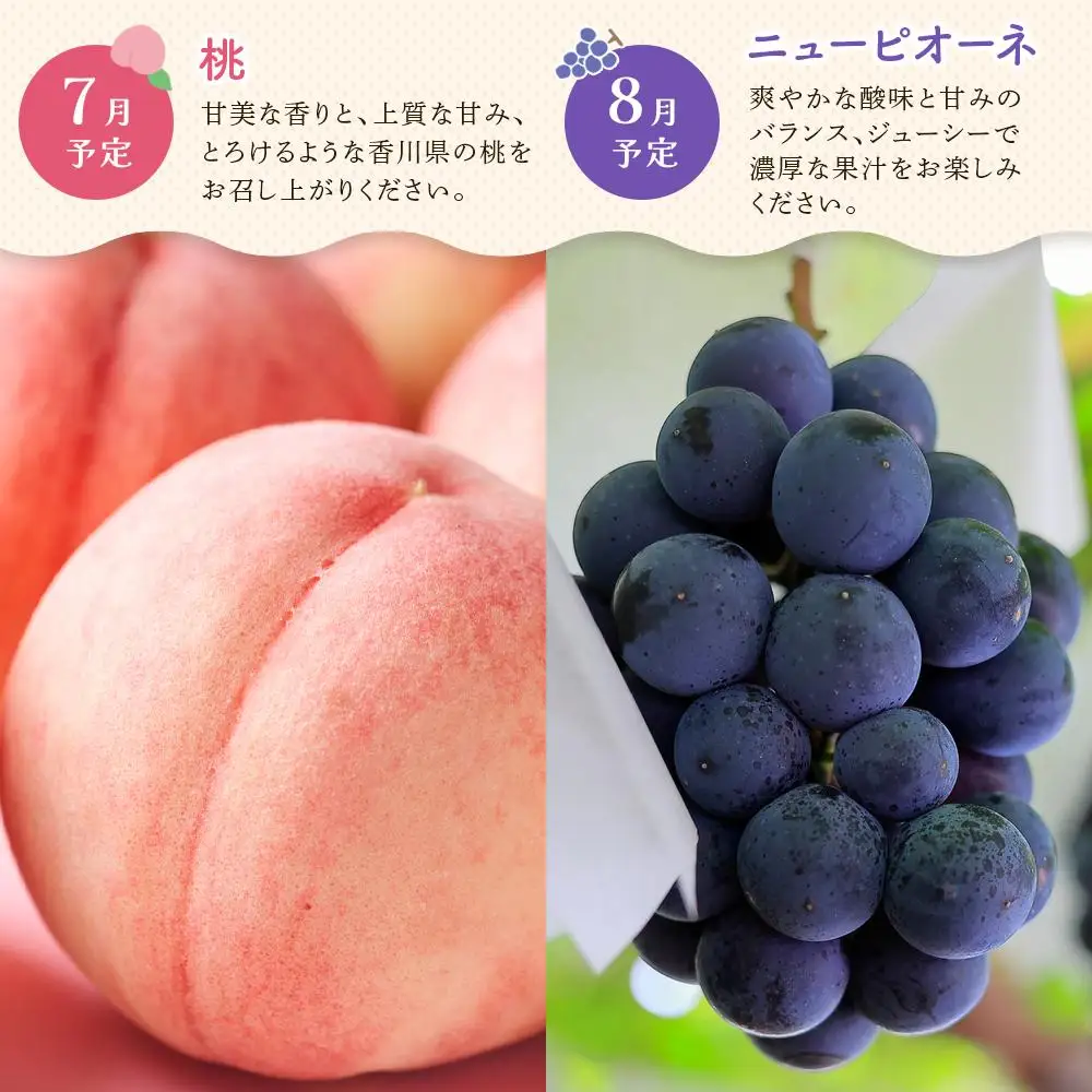 【定期便全6回】高松市のいいとこどり定期便（7・8・9・12・1・2月） | フルーツ