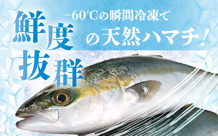 訳あり 若狭湾の天然 ハマチ (ブリ 幼魚) 約450g (6~8切×1袋) 塩焼き 煮つけ用 下処理済み！ブツ切り 生冷凍！だから人気！【ハマチ はまち ぶつ切り 切身 塩焼き 骨付き ブリ大根 煮物 カマ】 [m17-a067]