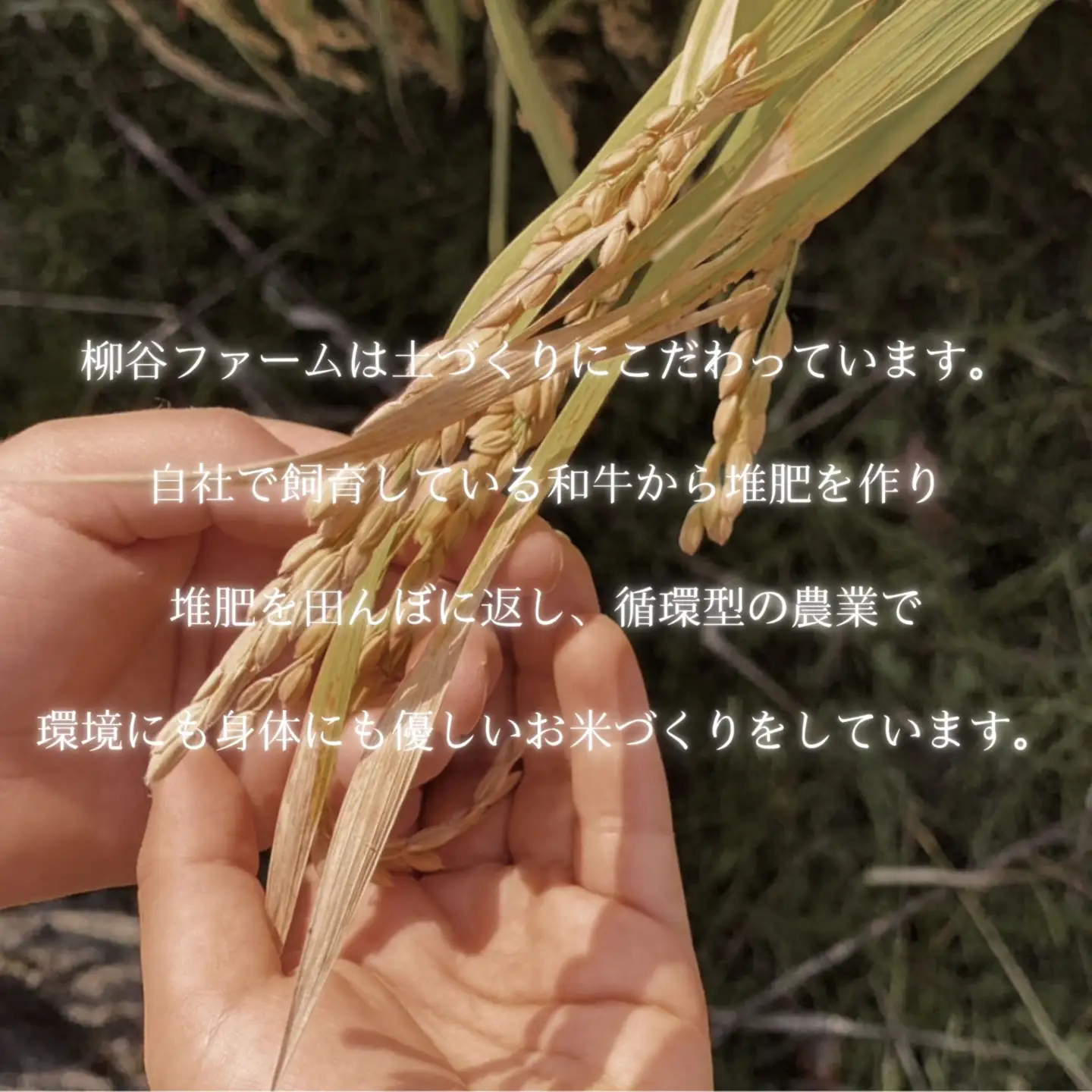 【令和8年度産】鳥取県産ゆうだい21特別栽培米白米5㎏【数量限定】_T2600310