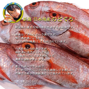 朝どれのどぐろ 約1000g以上 のどぐろのどぐろのどぐろのどぐろのどぐろ uomizushima009_01