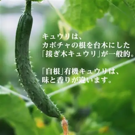 【フードロス対応・規格外】有機キュウリ　接ぎ木ではない昔ながらの自根きゅうり  夏季(6～8月)発送【配送不可地域：離島・北海道・沖縄県・四国・九州】【1568586】