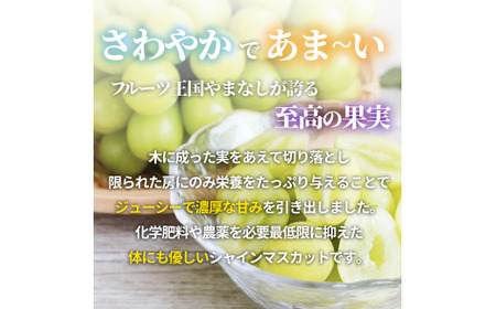 ＜2026年発送先行予約＞朝どれ新鮮！キラキラ大粒！ご褒美シャインマスカット 1.2kg以上（2～3房）ALPDY001