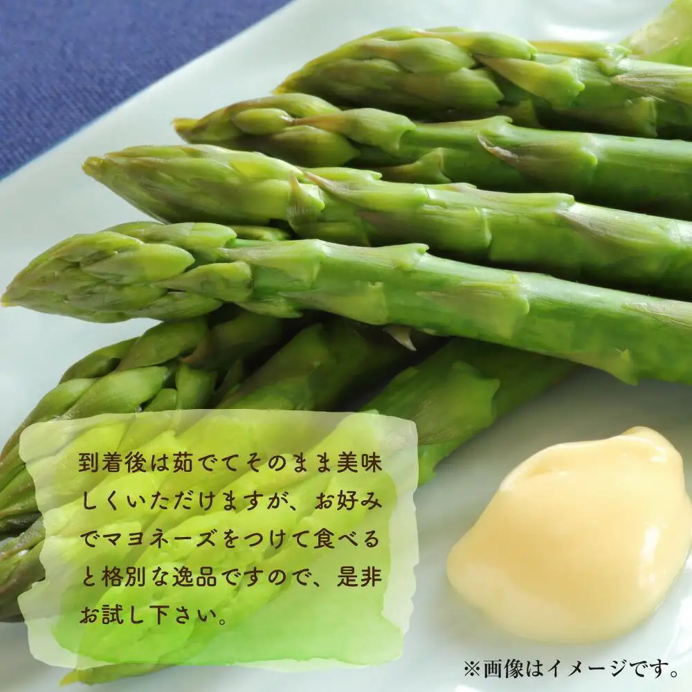 朝採り グリーンアスパラ L 500g (2027年5月下旬発送開始) | アスパラ 北海道