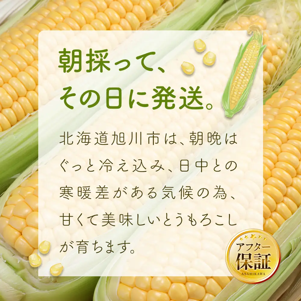 【先行予約】朝採り　とうもろこし　ゴールドラッシュ　4.2kg（M～Lサイズ× 13本）（2026年8月中旬から順次発送）| とうもろこし 北海道産 _04658