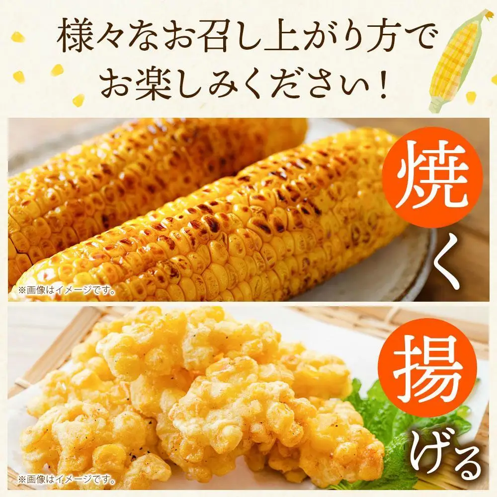 【先行予約】露地とうもろこし　合計12本　2026年8月下旬から発送開始 | とうもろこし 北海道 _04755