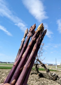 【朝採新鮮】紫アスパラガス1.0kg（Lサイズ以上）【2027年2月～4月末発送】 CC04