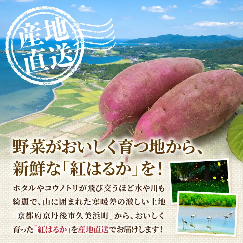 【先行予約】京丹後産 紅はるか 約1.5kg 土付き（2026年10月上旬～発送）