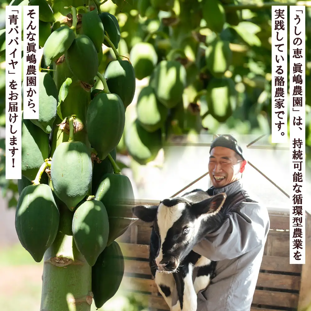 【野菜ソムリエが育てたパパイヤ】パパイヤ ２玉【青パパイヤ パパイヤ パパイヤ パパイヤ】 mj-0017