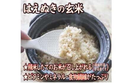 【令和7年産】 山形県産 はえぬき 玄米 5kg 米 コメ こめ F3S-2888