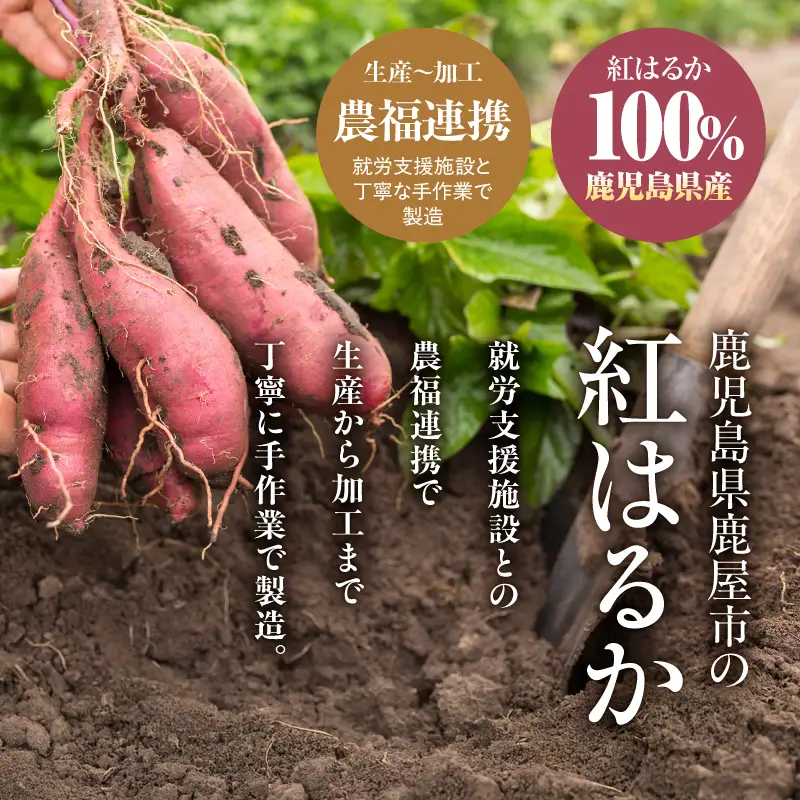 2845 かのや 紅はるか ペースト （ さつま芋 ） 1kg （ 業務用 ） KN109-001-02 菓子