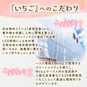【2027年1月中旬発送開始】 いちご 越後姫 １パック  フルーツ 苺 いちご くだもの 果物 イチゴ shibatafarm001_01