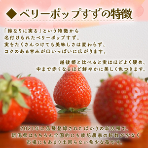 【2027年2月中旬発送開始】 いちご １パック 12or15粒 ベリーポップ  イチゴ フルーツ 果物 くだもの いちご shibatafarm002_01