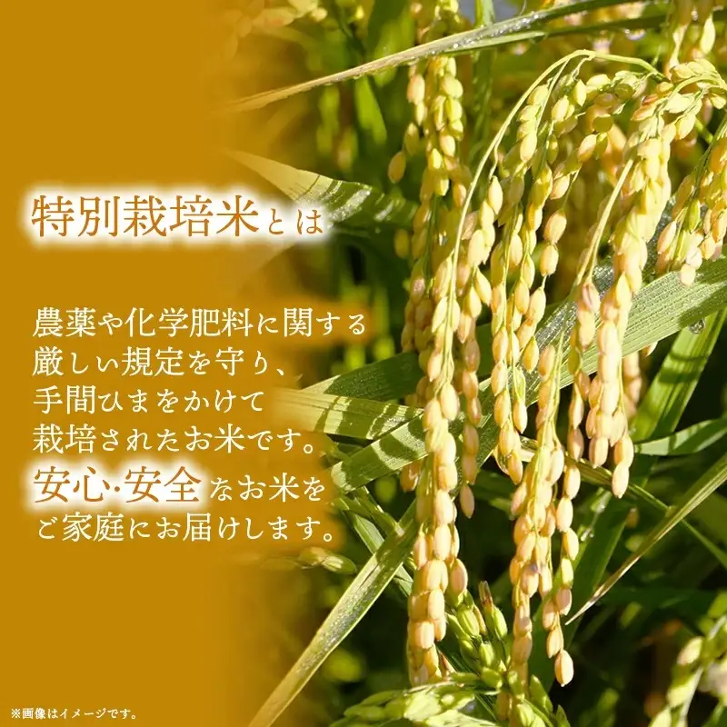 令和6年度産【特別栽培米】コシヒカリ 5kg - こしひかり 5kg 令和6年産 精米 埼玉県 幸手市 幸手市産