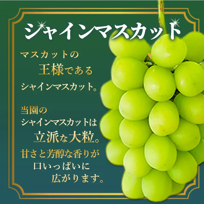 シャインマスカット 約2kg 3～4房 シャインマスカット