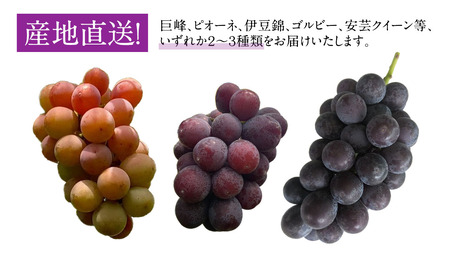《 2026年 収穫分 》 種なし ぶどう 食べ比べ 2kg 3房 ～ 6房 (桜川市・石岡市共通返礼品) 先行予約 石田ぶどう園 国産 茨城県 桜川市 ぶどう ブドウ 葡萄 果物 くだもの フルーツ 旬 人気 採れたて 新鮮 産地直送 贈答 ギフト セット 詰合せ 詰め合わせ [FB011sa]