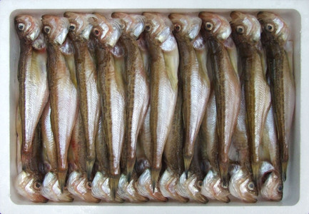 干しはたはた 1kg（3L）20尾前後｜鳥取 岩美 山陰 日本海 ハタ 干物【24025】