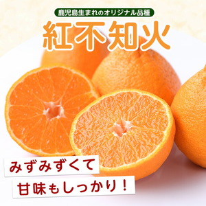 【先行予約】紅 不知火 (3L・2L) 約3kg しらぬい みかん ミカン 蜜柑 柑橘 果物 くだもの フルーツ 【南條農園】nannjyo-7260