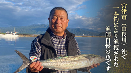 サワラ 一本釣 特選船上活〆 サワラ