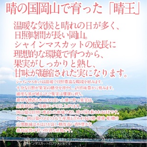 2026年 先行予約シャインマスカット 晴王 約2.4kg(3～5房) 9月～10月出荷/ 岡山県産 種無し 皮ごと食べる みずみずしい フレッシュ 晴れの国 おかやま 果物大国 彩美菜果