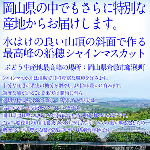 2026年予約受付中  プレミアムシャインマスカット晴王 1房約750g 岡山県産 シャインマスカット