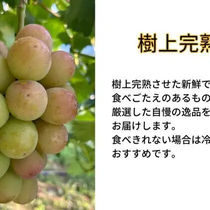 訳ありぶどう 悟紅玉 旧ゴルビー 2～3房 合計1.2kg以上  岡山県産 ぶどう